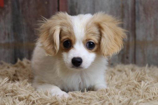 Cavapom (87078)